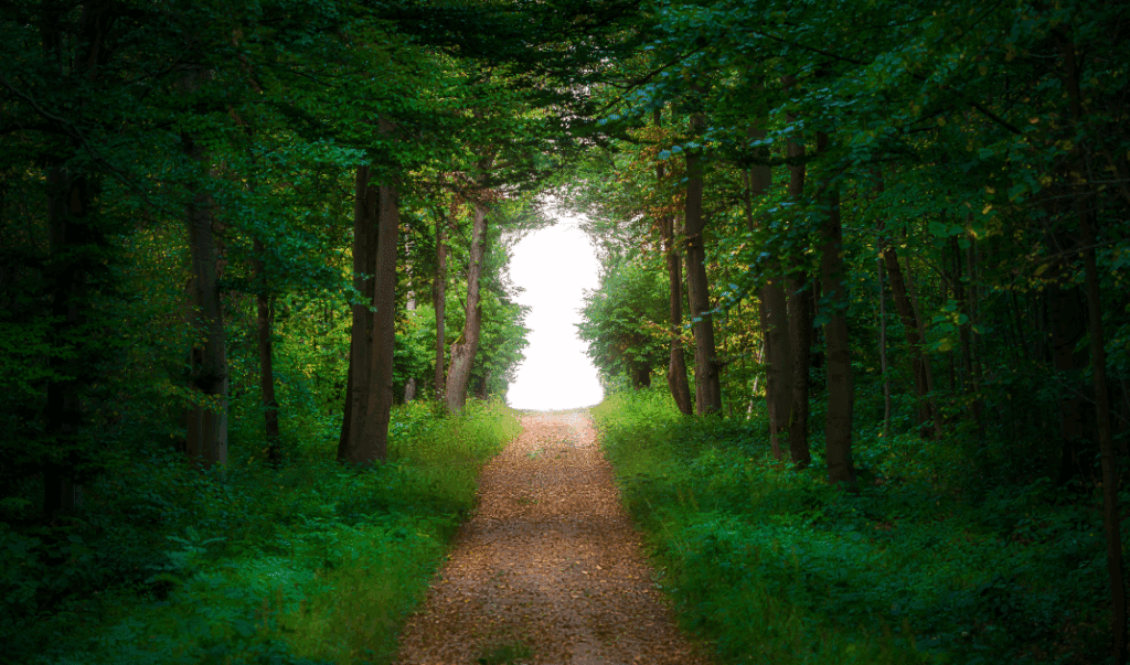 A picture of a mysterious opening in the trees showing how walking sparks the unexpected. 